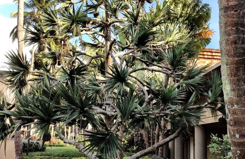 Estate Caneel Bay Resort | Stunning 2 BR Coral Vista Villa at beautiful Westin Resort!