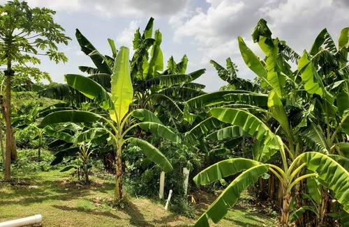 Estate Montpellier East Villa | Enjoy 4.5 Acres of Private Space: Pick fruit in Season: Sunbath: Swim: Relax