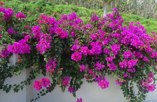 Estate Caret Bay Apartment | PARADISE FOUND! DISCOUNTED RATES AND GENTLE BREEZES!
