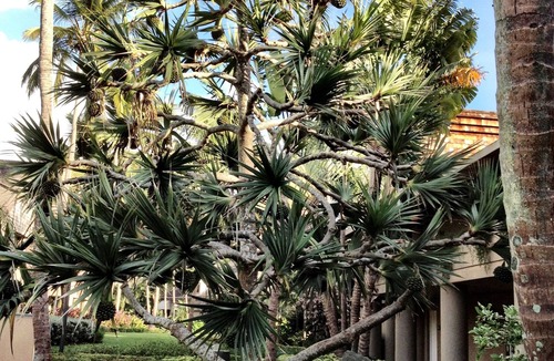 Estate Caneel Bay Resort | Stunning 2 BR Coral Vista Villa at beautiful Westin Resort!