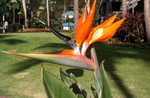 Estate Caneel Bay Resort | Stunning 2 BR Coral Vista Villa at beautiful Westin Resort!