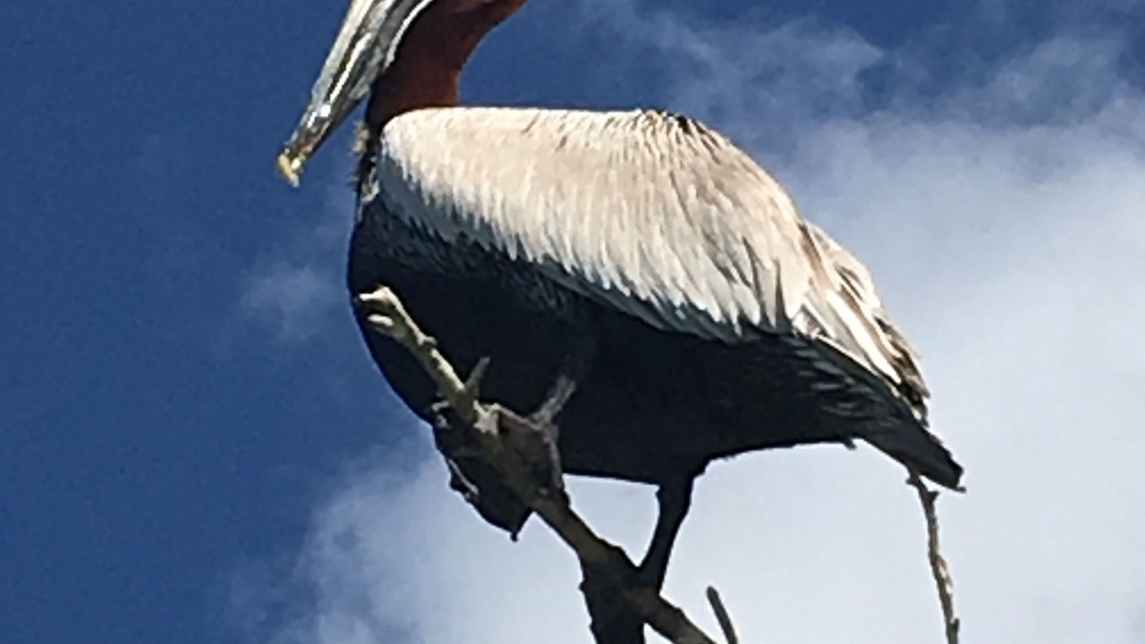 Photo of Outdoor in Estate Caneel Bay