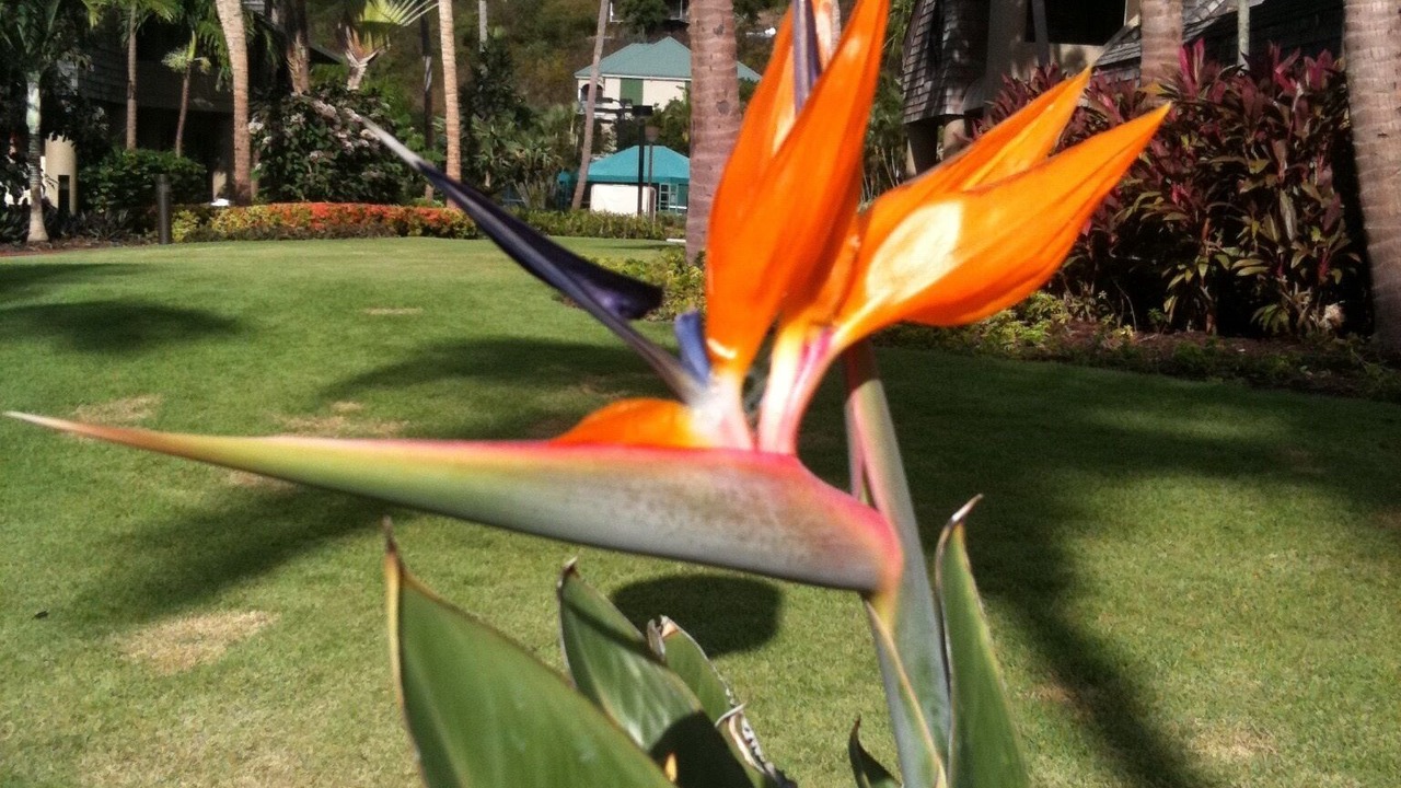 Photo of Outdoor in Estate Caneel Bay