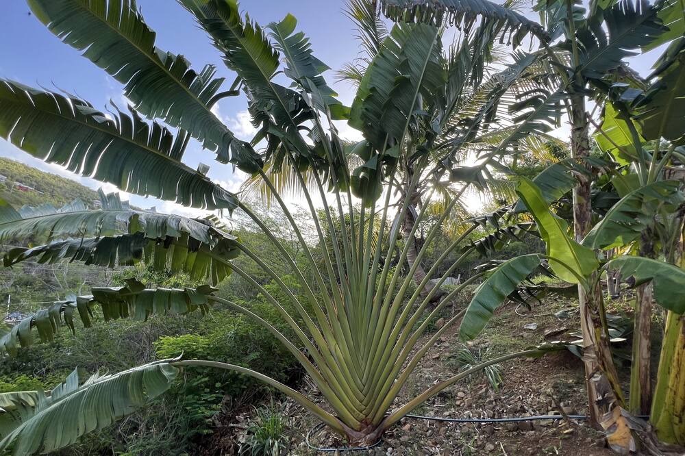 Photo of Outdoor in Estate Pastory