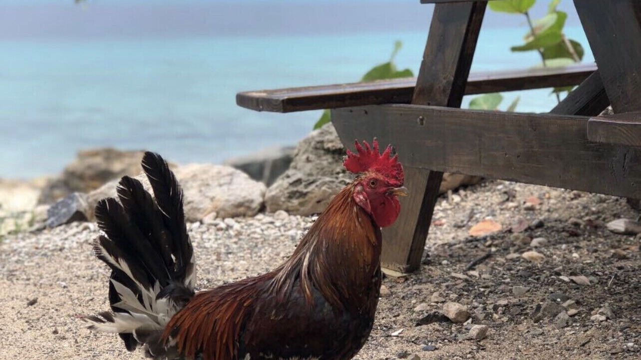 Photo of Others in Frederiksted Southeast