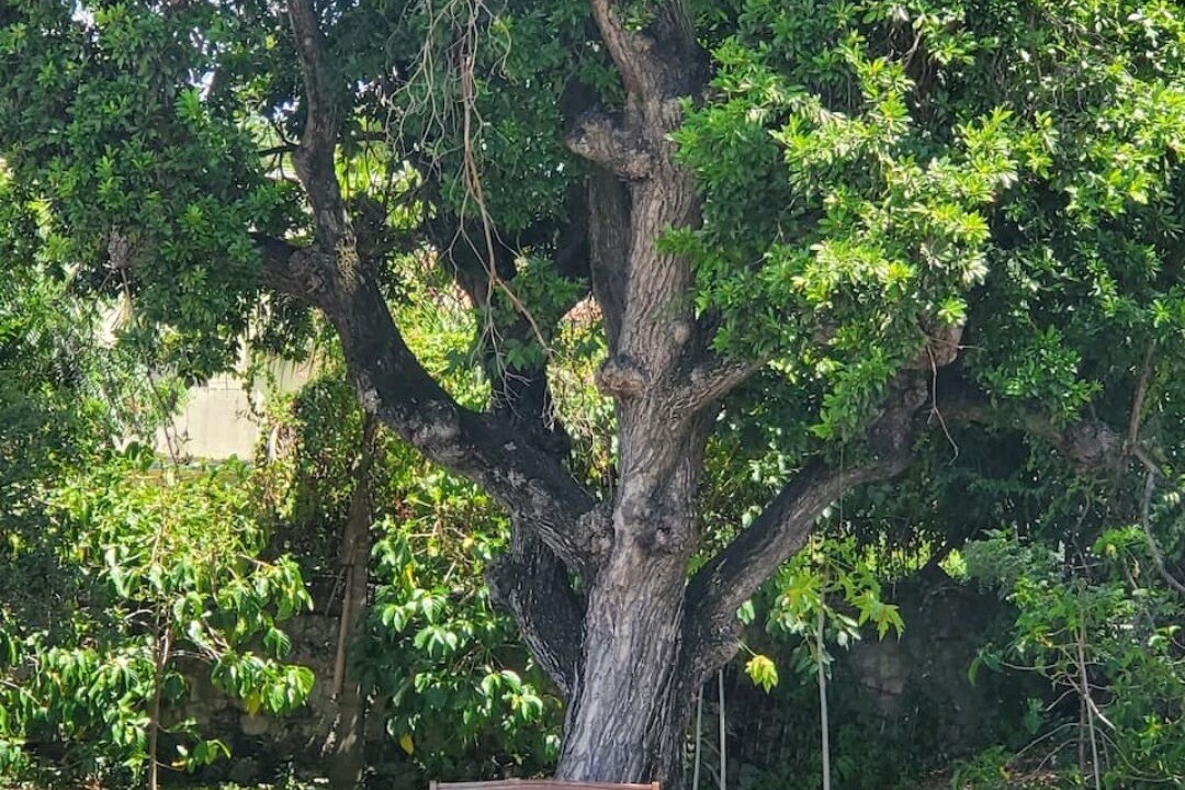 Photo of Others in Frederiksted Southeast