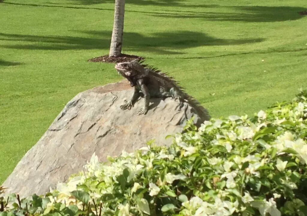 Photo of Others in Virgin Grand Estates