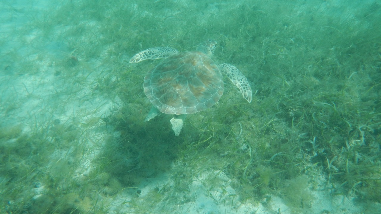 Photo of Outdoor in Estate Chocolate Hole and Great Cruz Bay