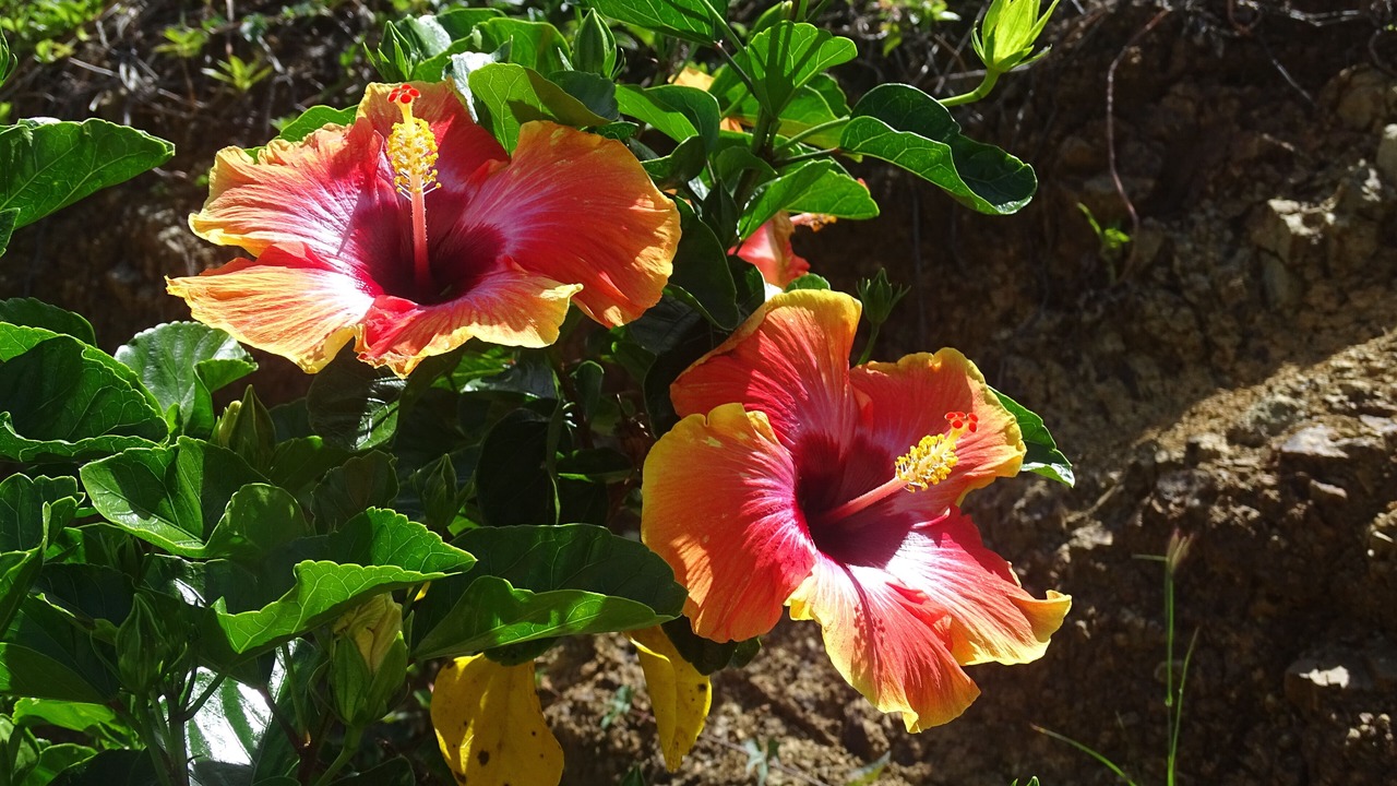 Photo of Outdoor in Estate Caret Bay