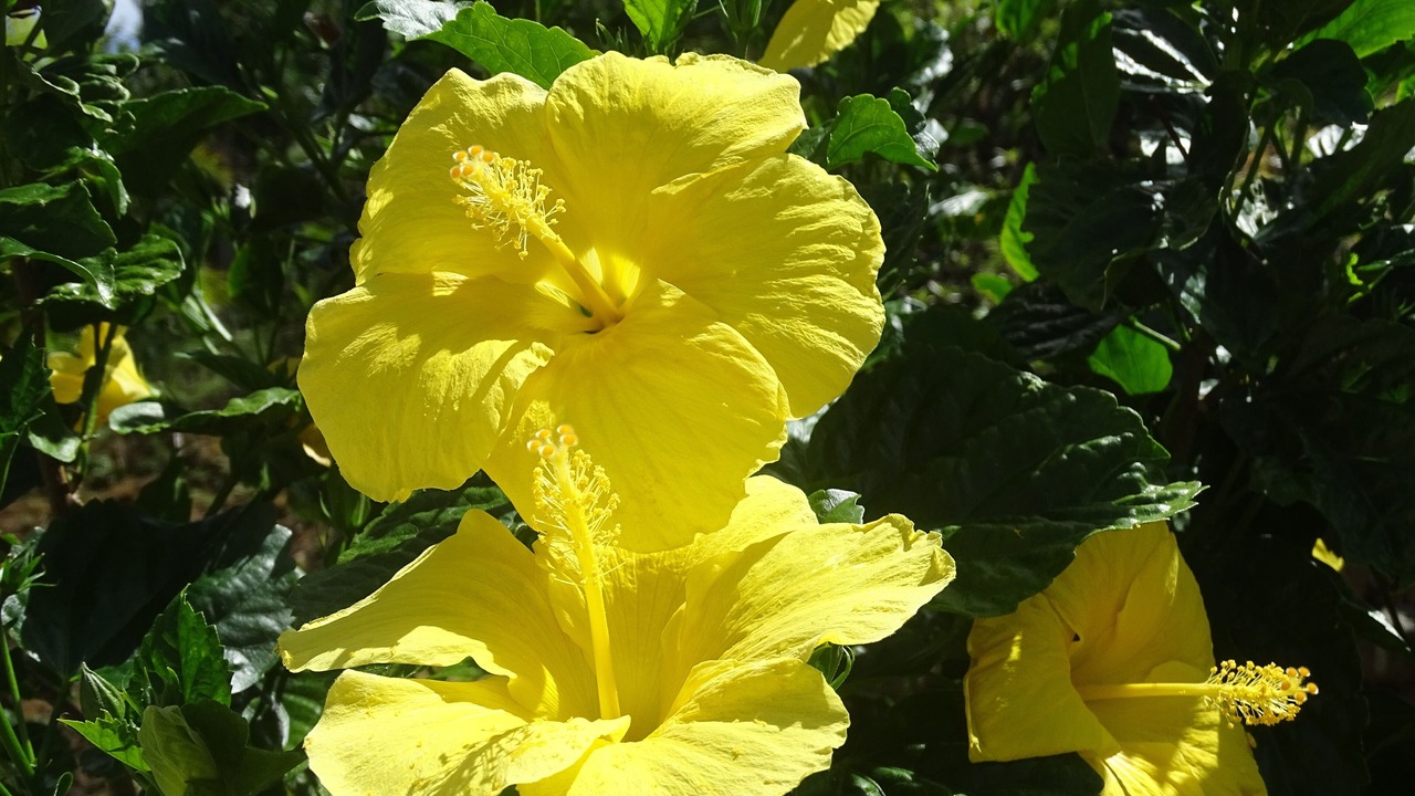 Photo of Outdoor in Estate Caret Bay