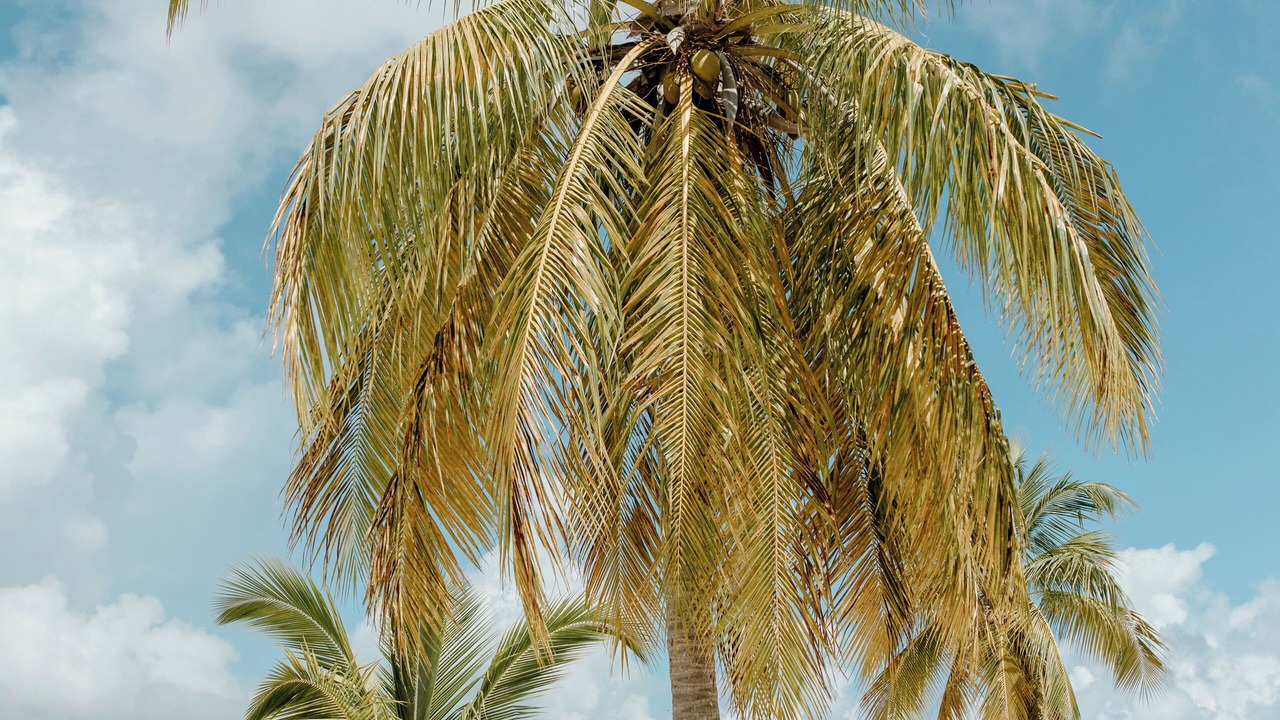 Photo of Others in Christiansted