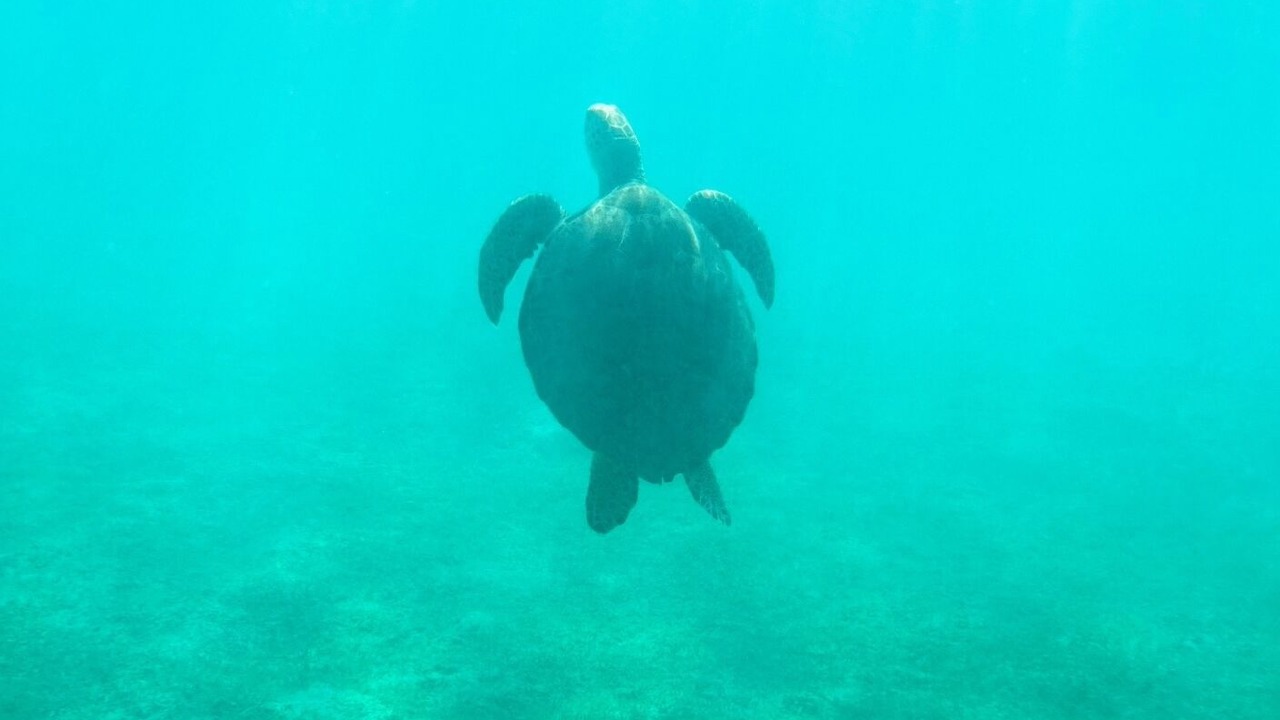 Photo of Others in Bolongo Bay