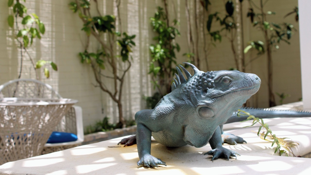 Photo of Outdoor in Christiansted