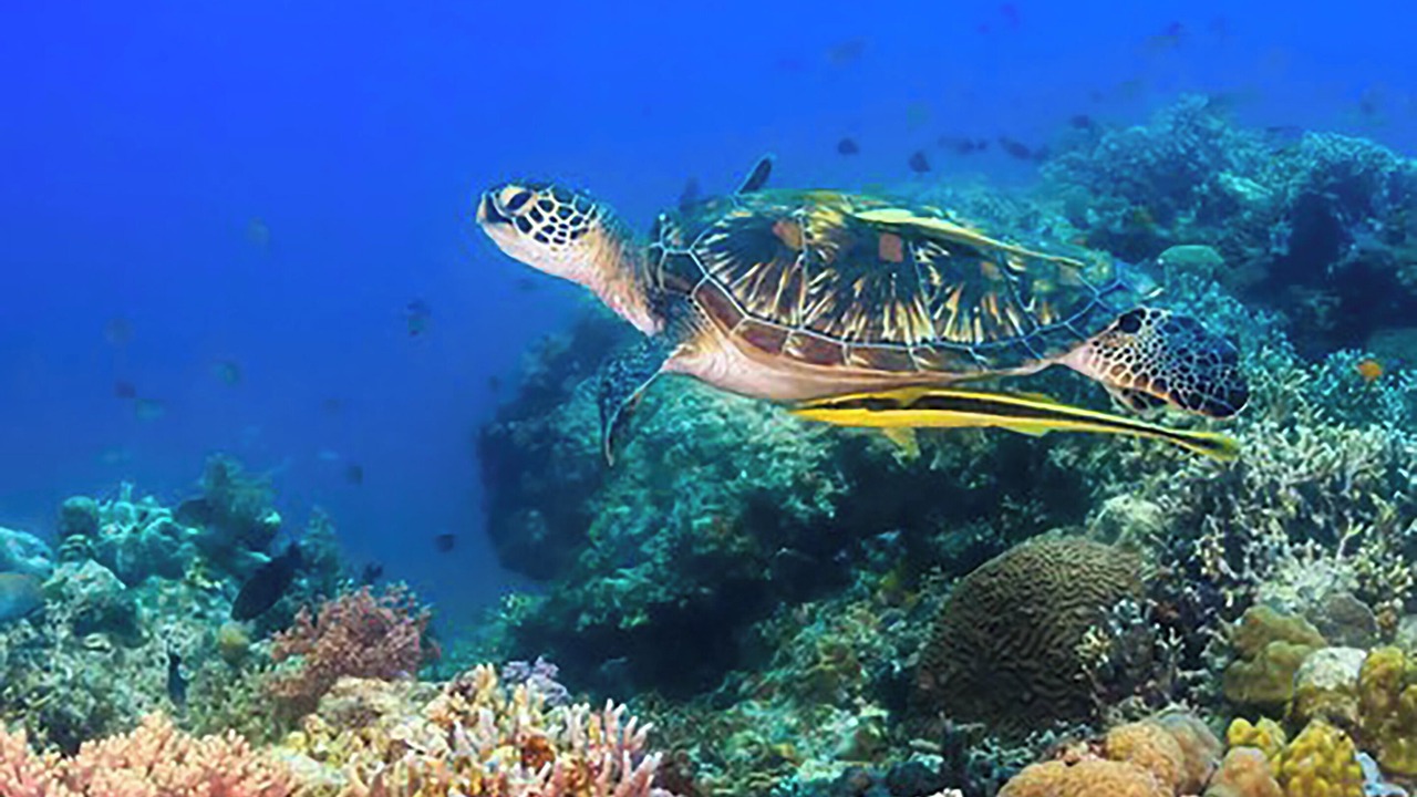 Photo of Others in Chenay Bay