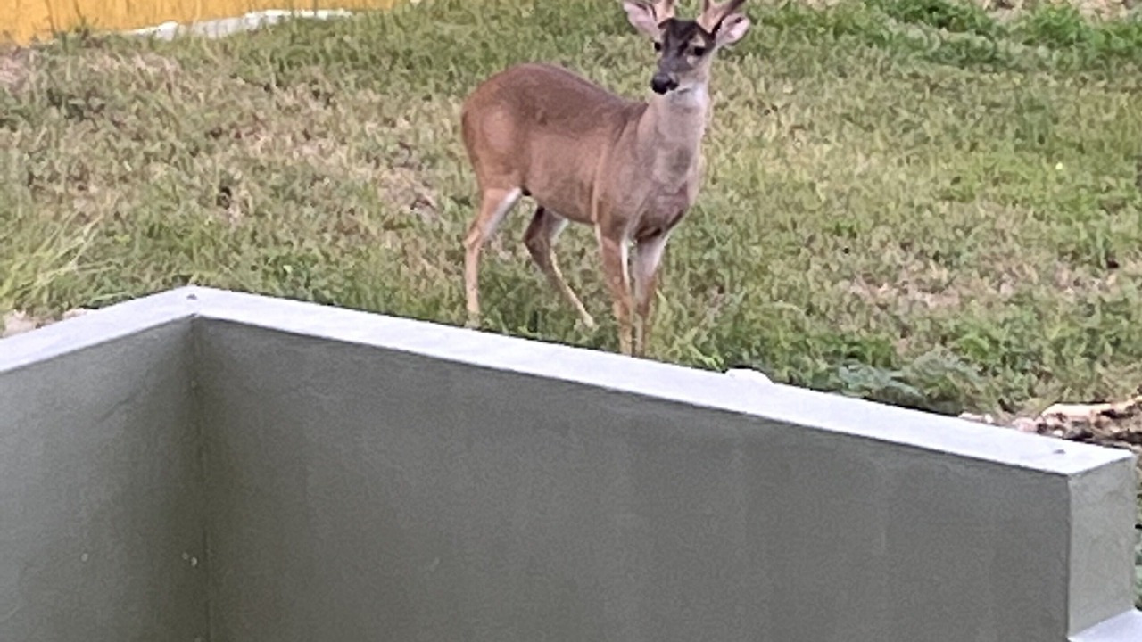 Photo of Outdoor in Estate Saint John