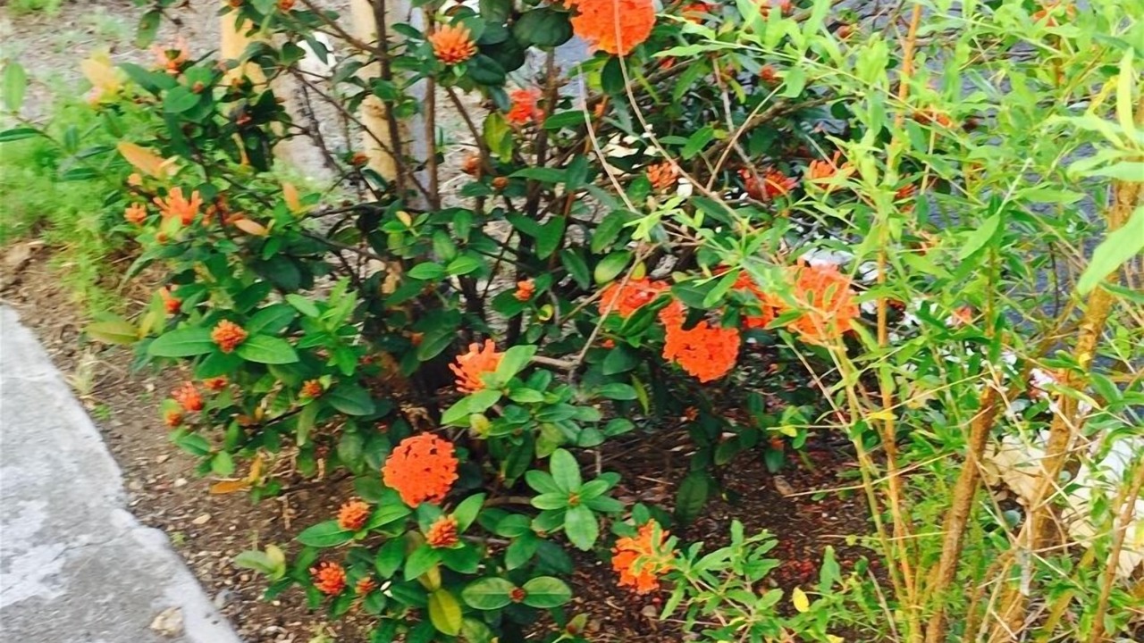 Photo of Outdoor in Christiansted