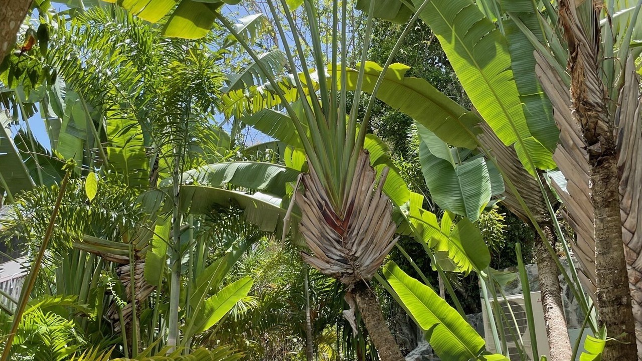 Photo of Outdoor in Maho Bay Quarter