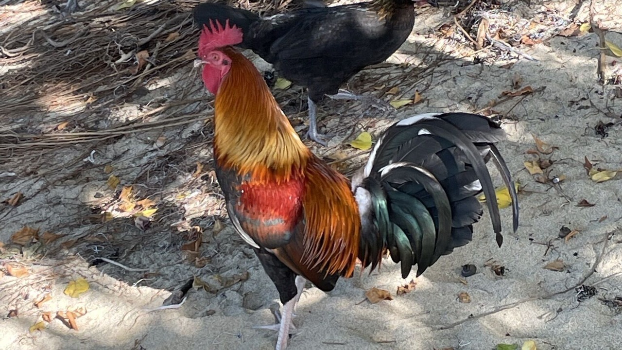 Photo of Outdoor in Estate Altona