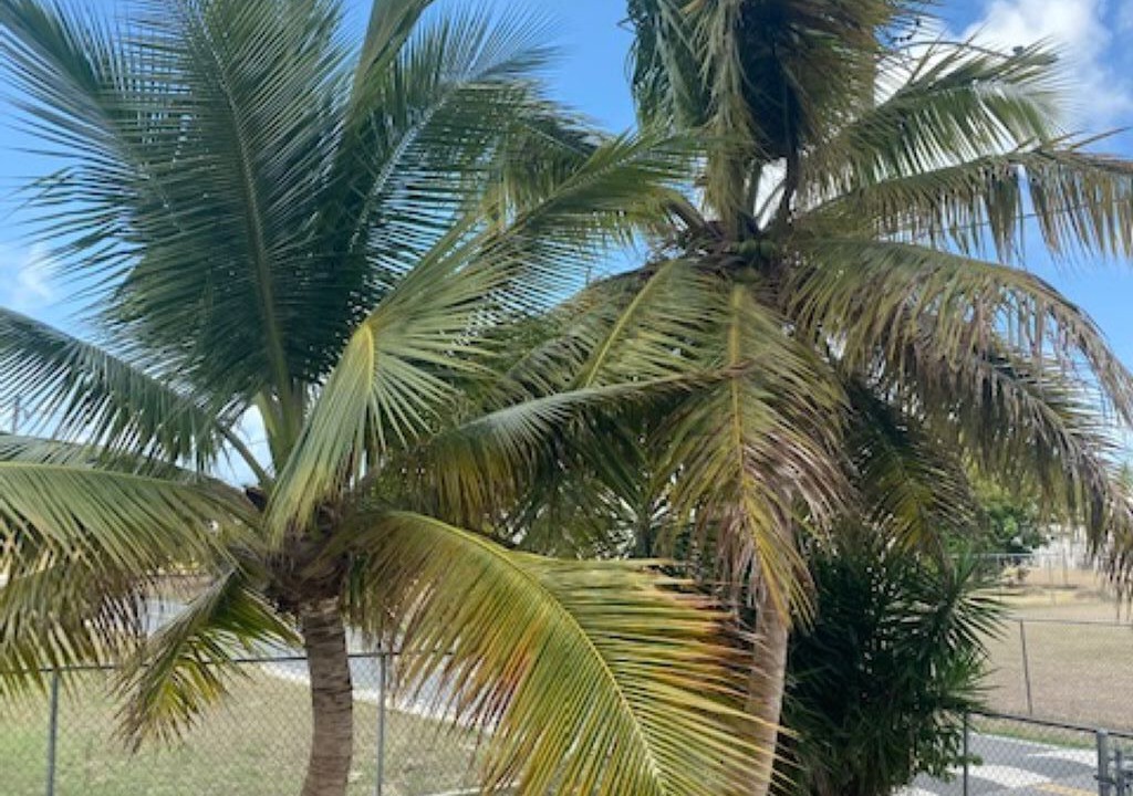 Photo of Others in Estate Saint George