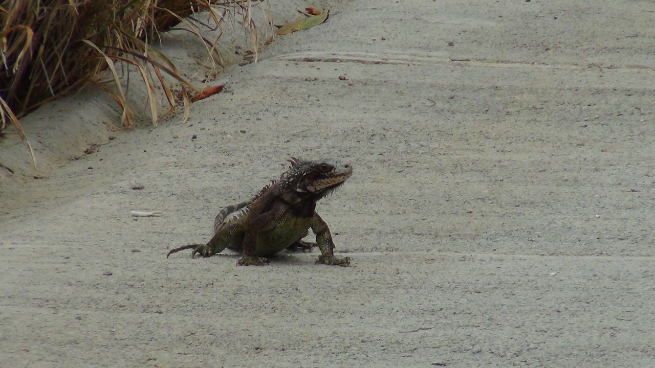 Photo of Others in Estate Caret Bay
