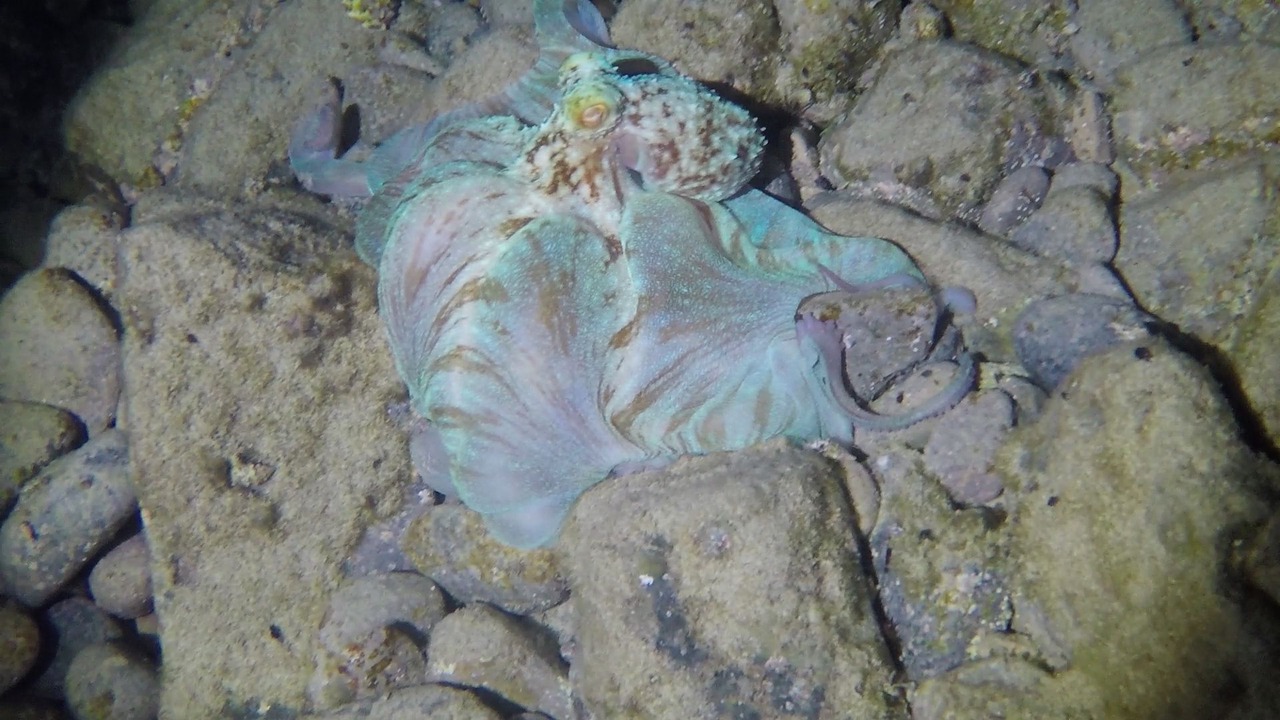 Photo of Others in Johnson Bay