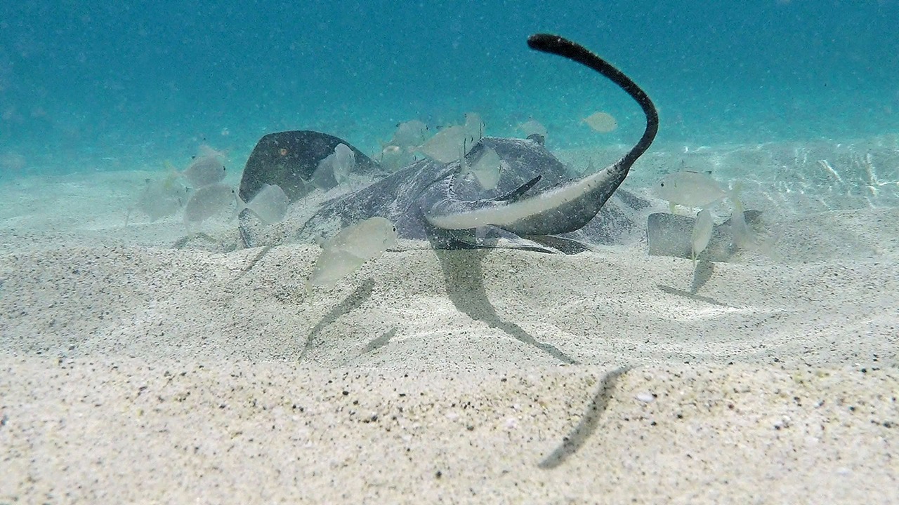 Photo of Others in Johnson Bay