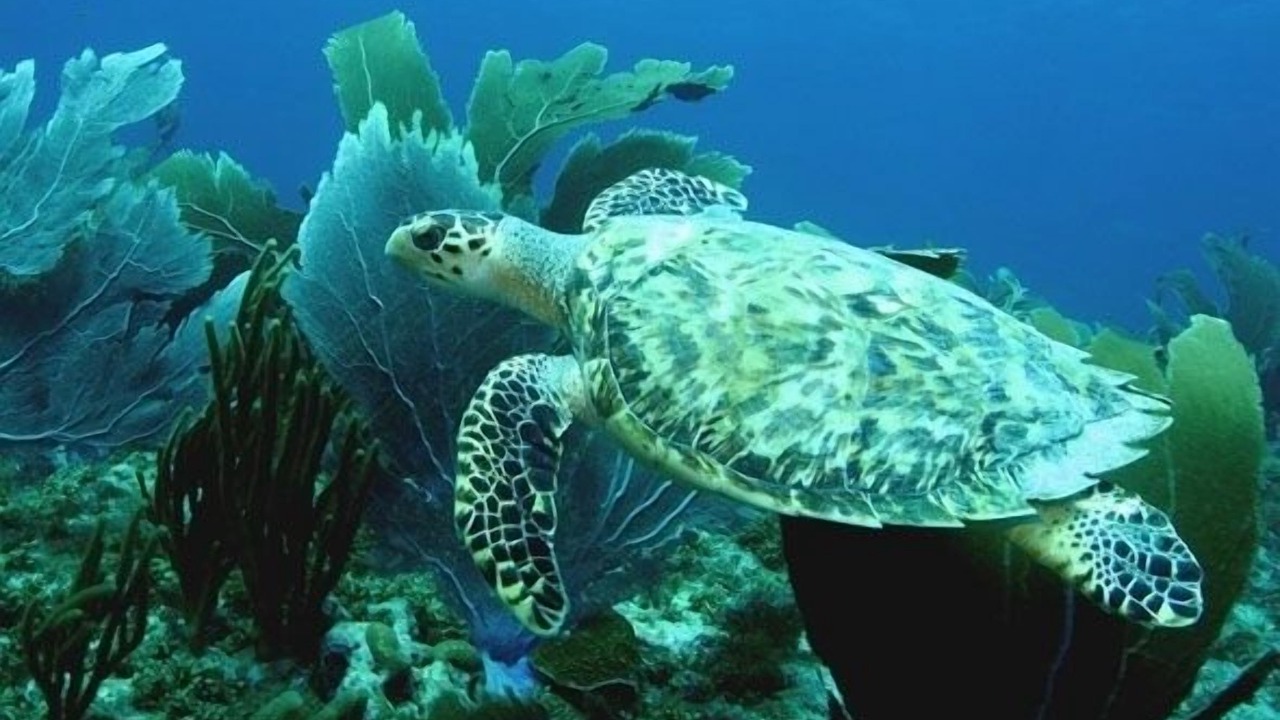 Photo of Others in Johnson Bay