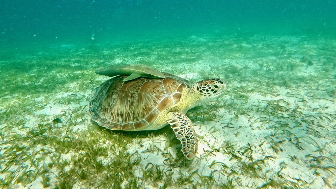 Photo of Others in Great Cruz Bay