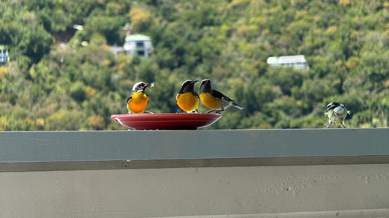 Photo of Patio Balcony in Fish Bay
