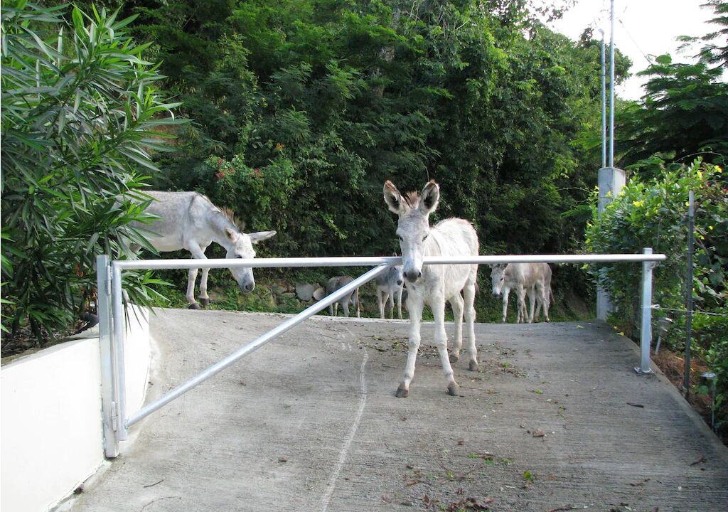 Photo of Outdoor in Lower Carolina