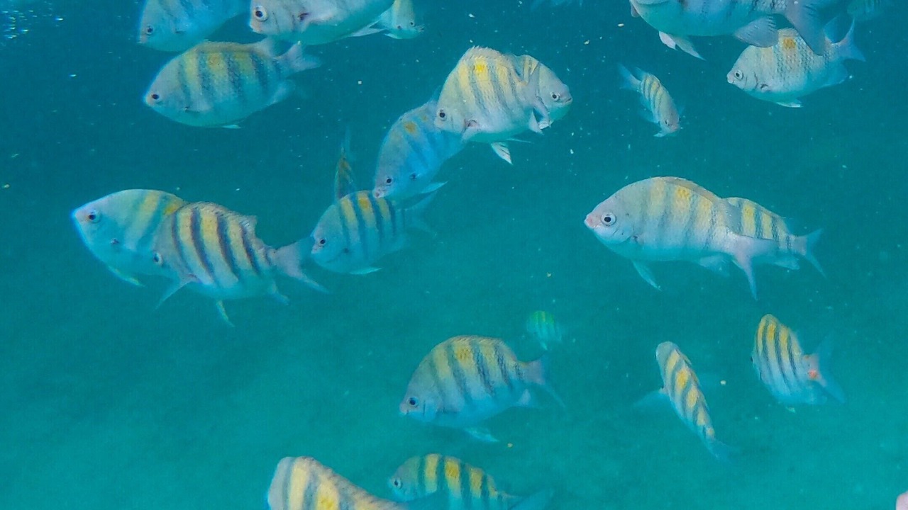 Photo of Others in South Coast