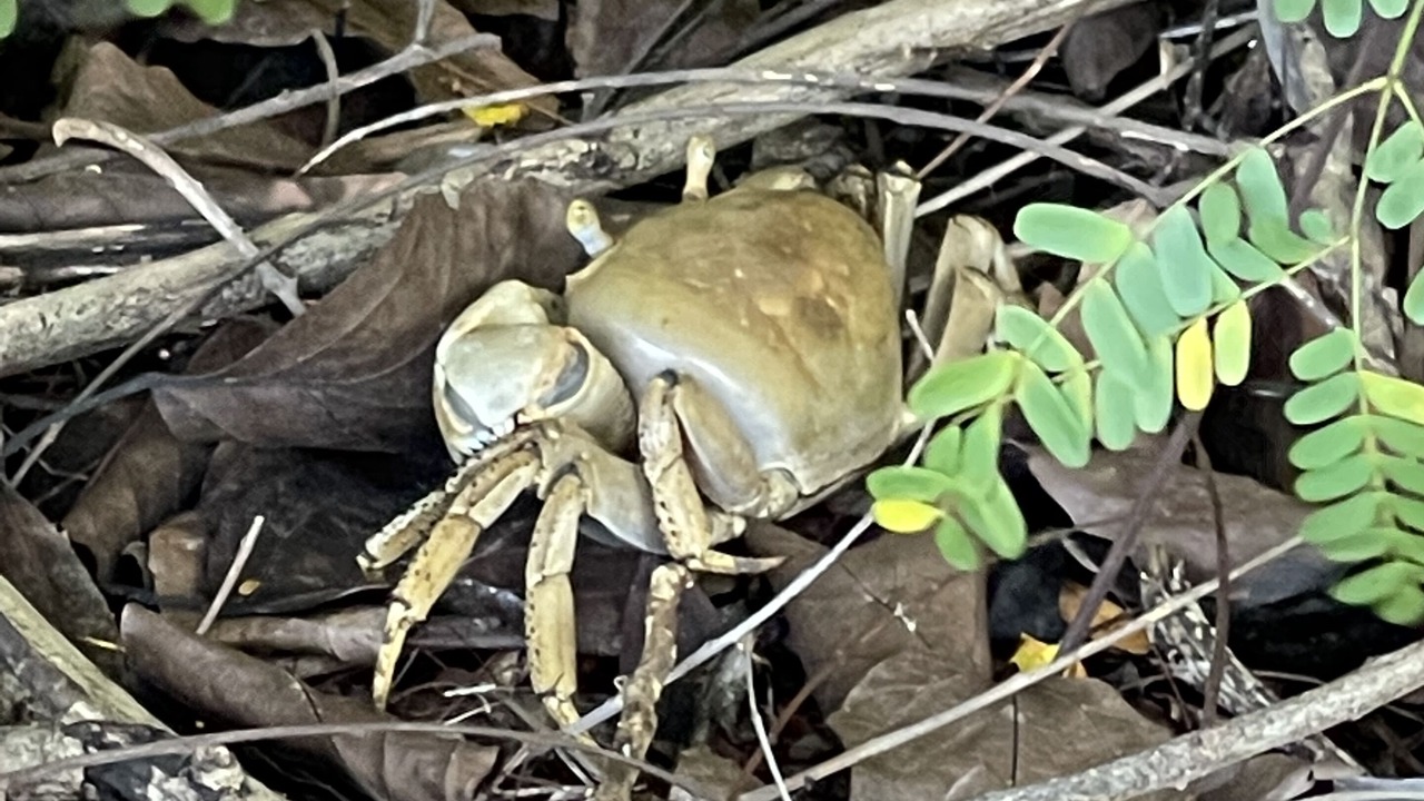 Photo of Outdoor in South Coast