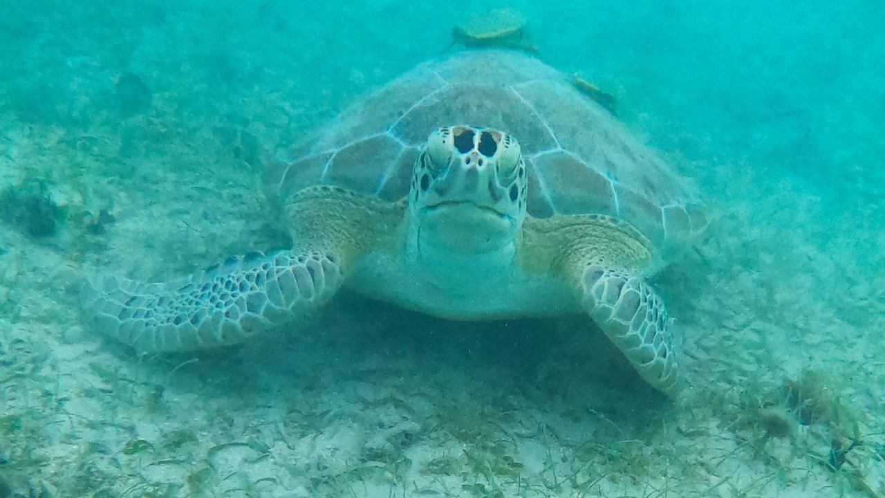 Photo of Others in South Coast