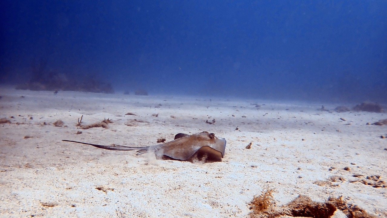 Photo of Others in Cane Bay