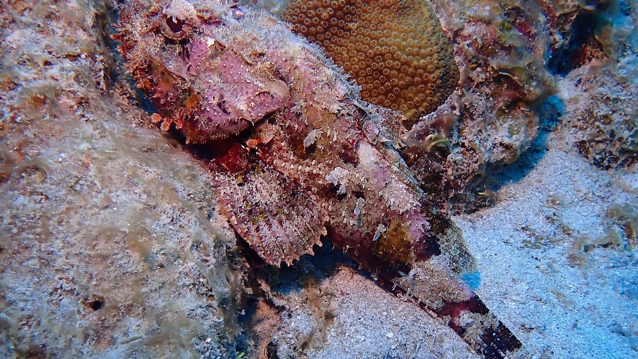 Photo of Others in Cane Bay