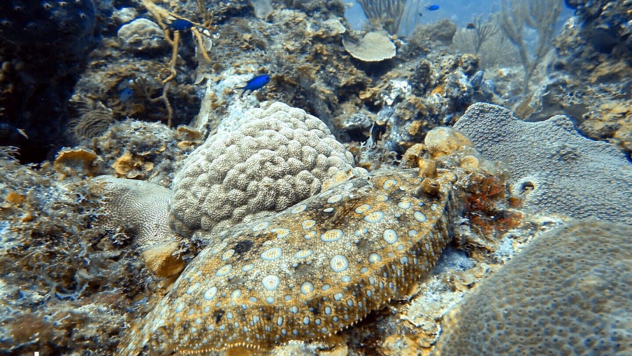 Photo of Others in Cane Bay