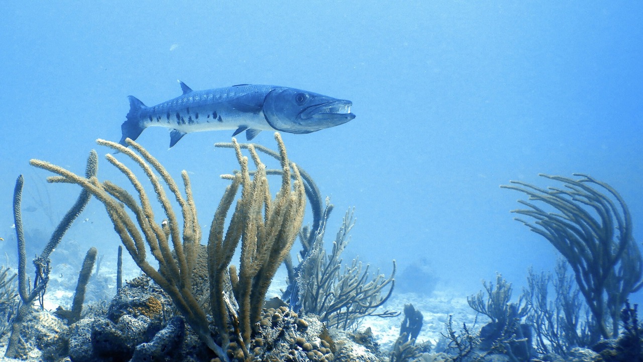 Photo of Others in Cane Bay