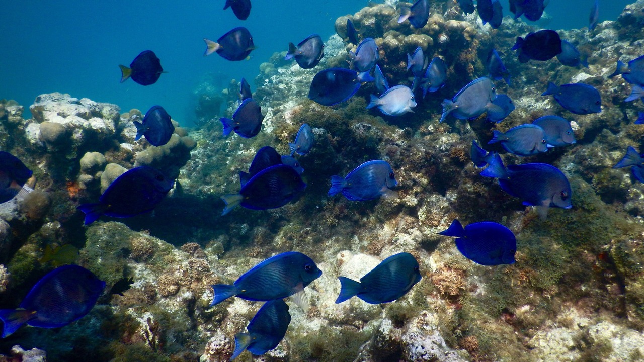 Photo of Others in Estate Chocolate Hole and Great Cruz Bay