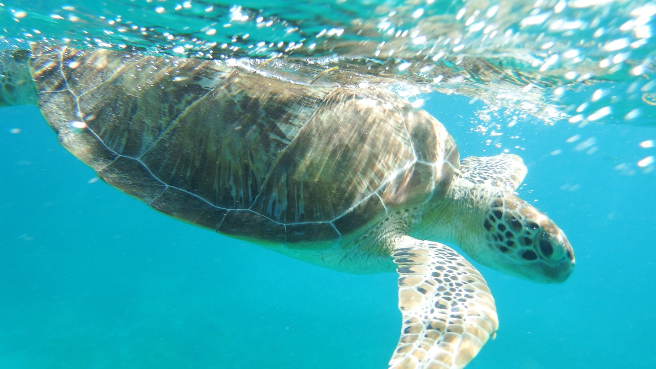 Photo of Others in Bolongo Bay