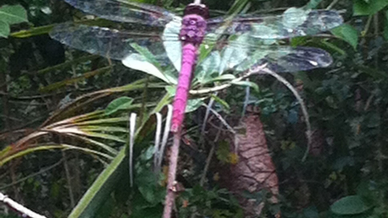 Photo of Outdoor in Skytop