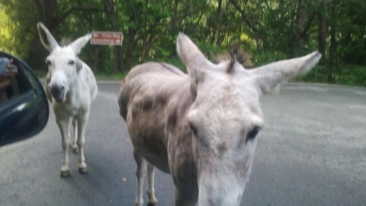 Photo of Others in Estate Rendezvous and Ditlef