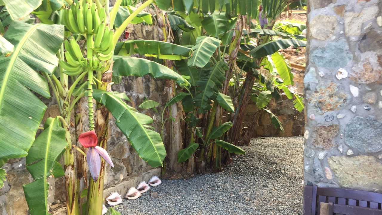 Photo of Others in Estate Calabash Boom