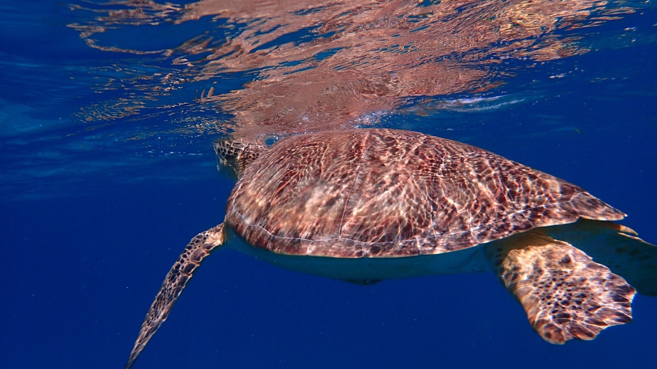 Photo of Others in Great Cruz Bay