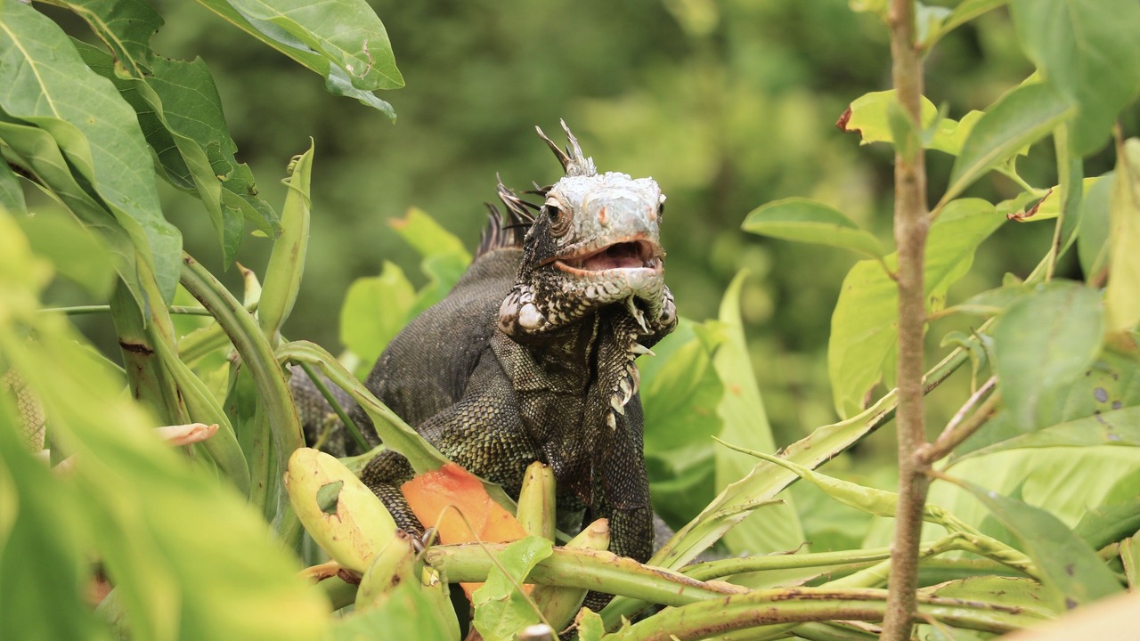Photo of Outdoor in Estate Hawksnest