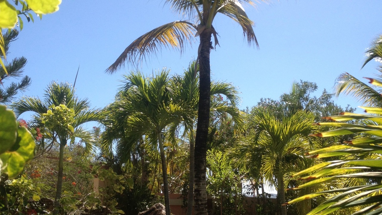 Photo of Outdoor in Great Cruz Bay