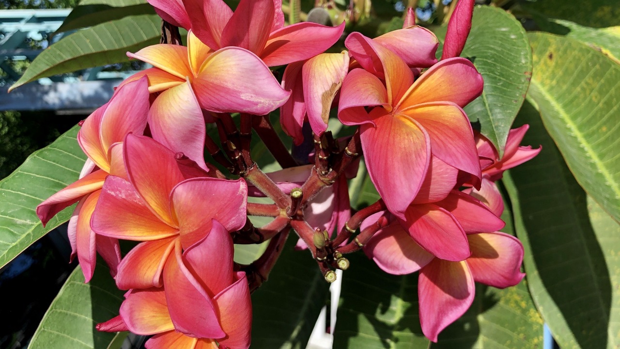 Photo of Outdoor in Estate Carolina