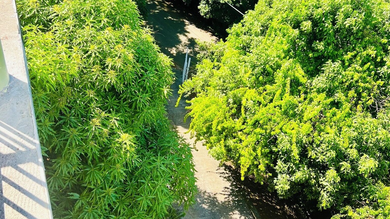 Photo of Others in Estate Fortuna