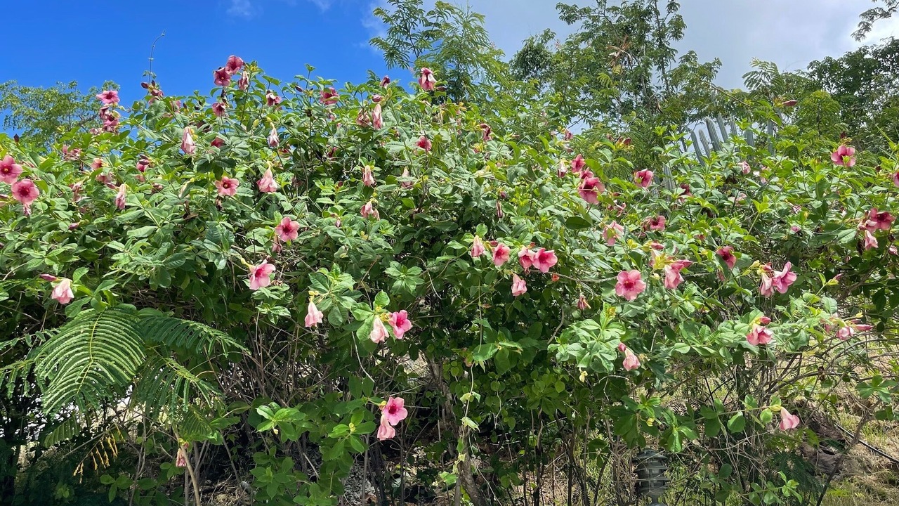 Photo of Outdoor in Flag Hill