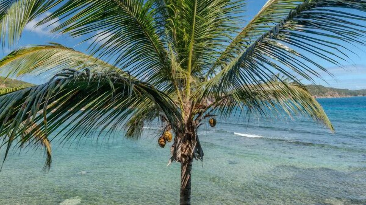 Photo of Others in Bolongo Bay