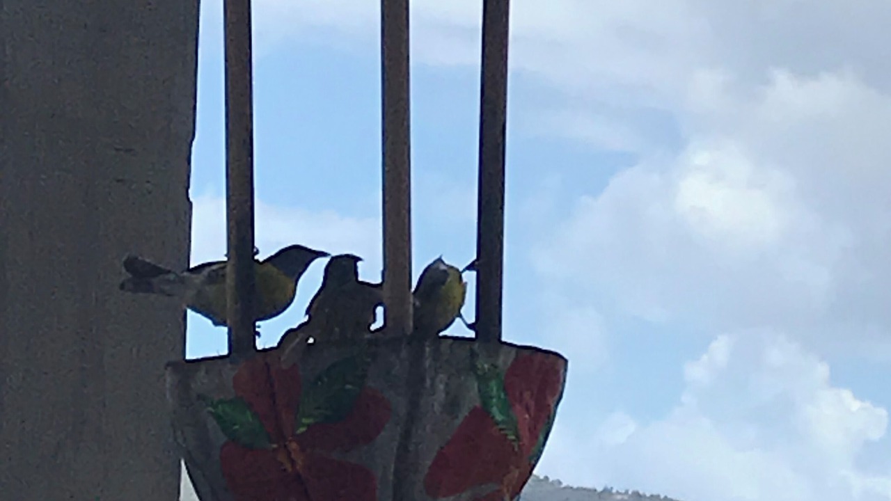 Photo of Others in Estate Saint Quaco and Zimmerman